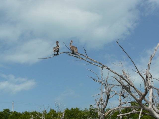 p1010833.jpg